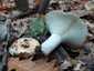 Földtoló galambgomba (Russula delica), Budai-hegység